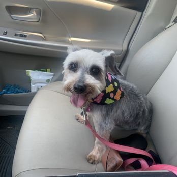 Hairy Hounds - Pet Groomers Near Me - Oakley, California