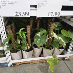 Costco - Burle Marx Flame Philodendron and Alocasia Dawn