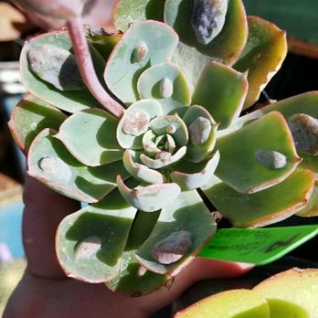 Grow - Nurseries & Gardening Near Me - Cambria, California