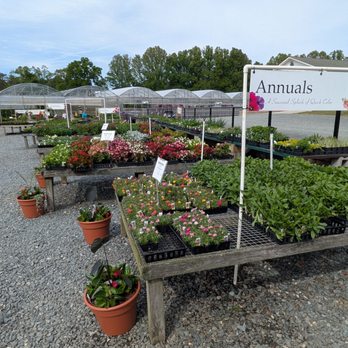 Mitchell's Nursery & Greenhouse - Nurseries & Gardening Near Me - King, North Carolina Mitchell's Nursery & Greenhouse - Nurseries & Gardening Near Me - King, North Carolina