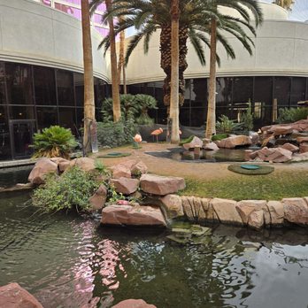 Flamingo Las Vegas - Nice Flamingo Habitat - Hotels Near Me - Las Vegas, Nevada Flamingo Las Vegas - Nice Flamingo Habitat - Hotels Near Me - Las Vegas, Nevada