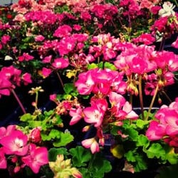Stony Branch Growers - Geraniums to keep the pests away.
