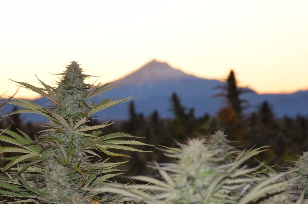 OZARK NUTRITION Updated June 2024 1032 S Ave, Rolla