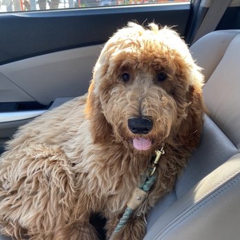 Collar & Comb - Pet Groomers Near Me - Los Angeles, California