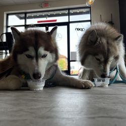 Caffeine Aroma - Pup chinos