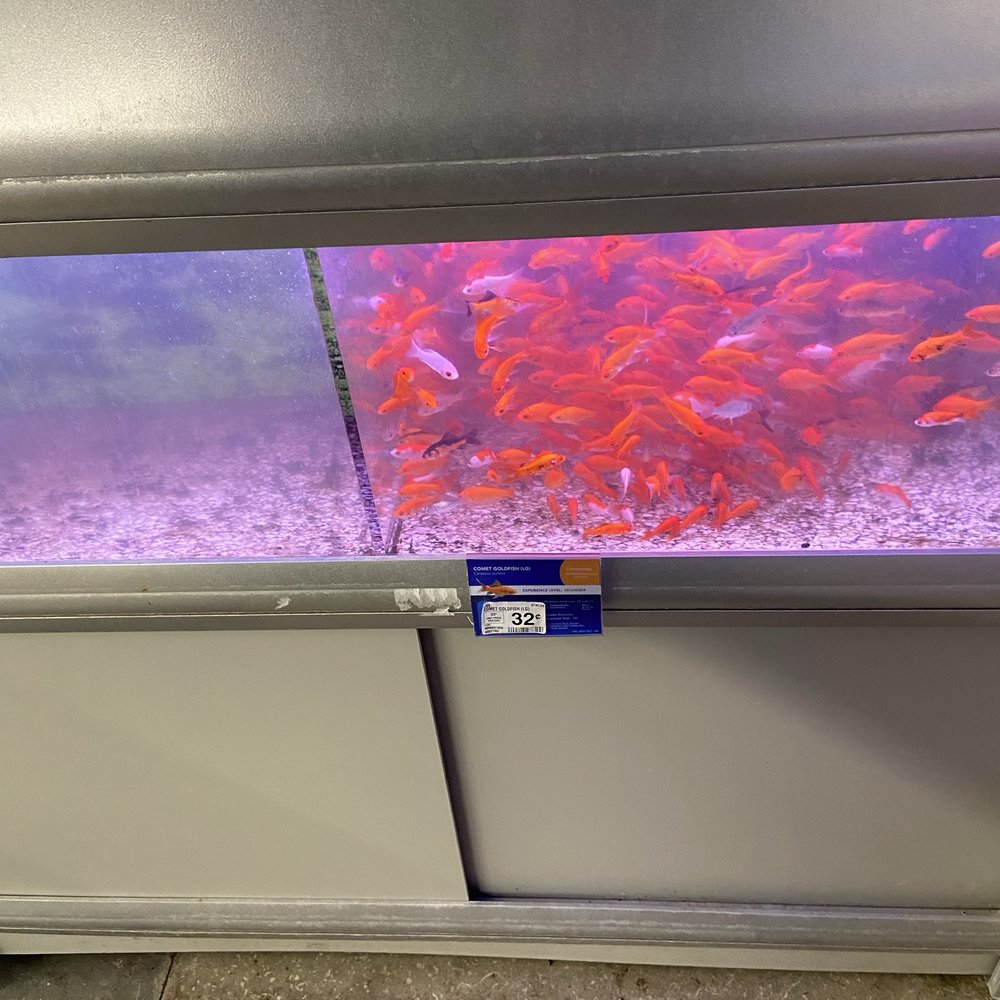PetSmart - Pet Training Near Me - KISSIMMEE, Florida PetSmart - Pet Training Near Me - KISSIMMEE, Florida