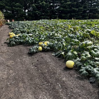 Hippie Hillbilly Farm - Pumpkin Patches Near Me - Belleville, Illinois