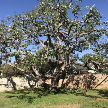 Gabriel's Tree Service - Tree Services Near Me - Los Angeles, California