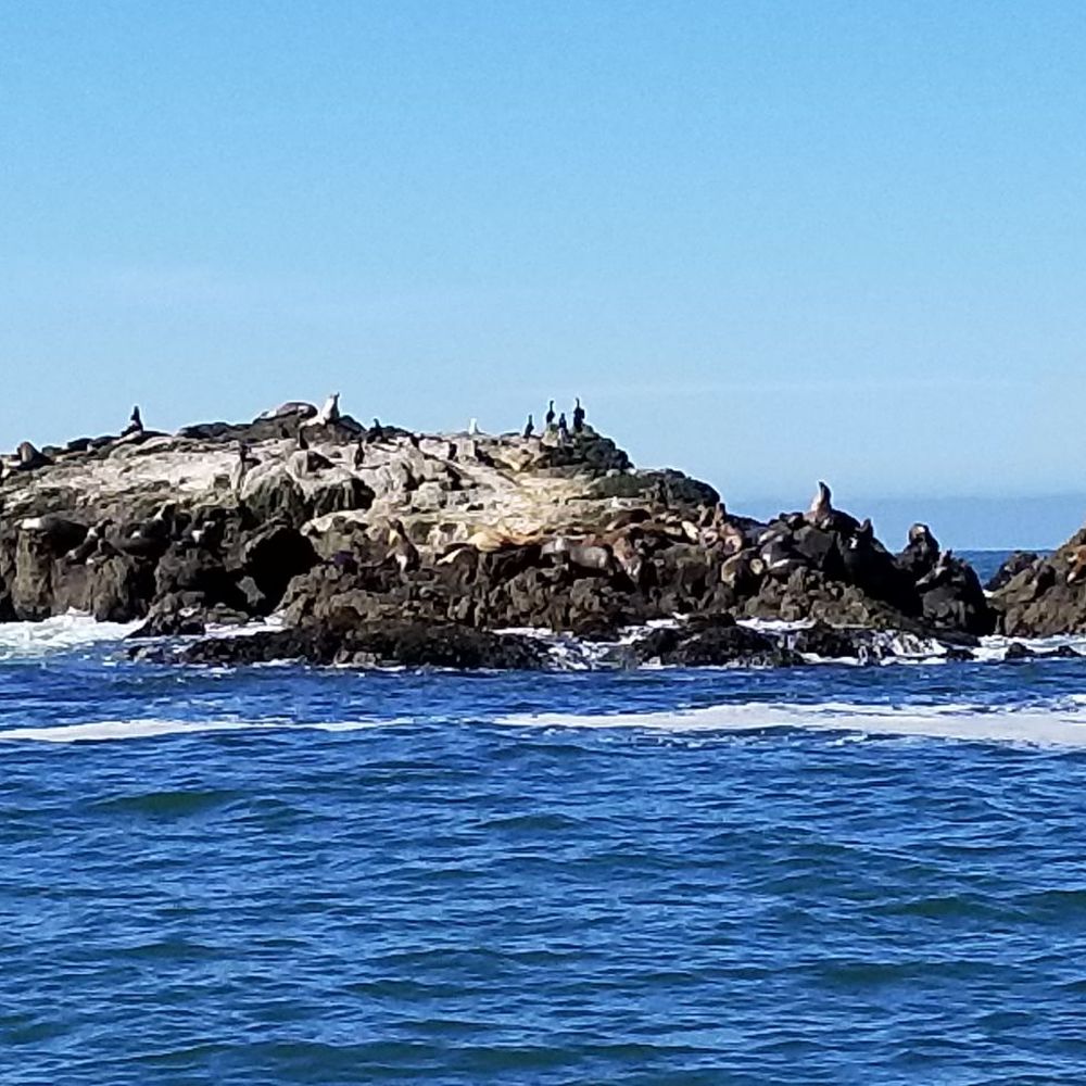 Bodega Bay Sailing - Seal island - Boating Near Me