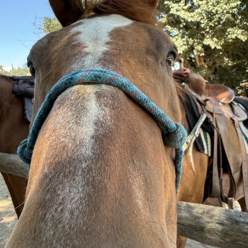 Trails of 49 - More treats please - Horseback Riding Near Me - San Andreas, California Trails of 49 - More treats please - Horseback Riding Near Me - San Andreas, California