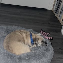Kahoots Feed and Pet Store - my baby girl