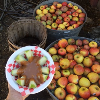 Willowbrook Apple Farm - Pick Your Own Farms Near Me - Oak Glen, California Willowbrook Apple Farm - Pick Your Own Farms Near Me - Oak Glen, California