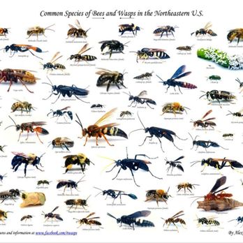 Discount Termite and Pest - What just stung me ? - Pest Control Near Me - Edgewater, Florida Discount Termite and Pest - What just stung me ? - Pest Control Near Me - Edgewater, Florida
