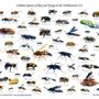 Photo of Discount Termite and Pest