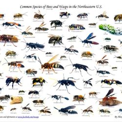 Discount Termite and Pest - What just stung me ?