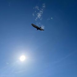 Blue Springs Recreation Area - Vultures fly above you