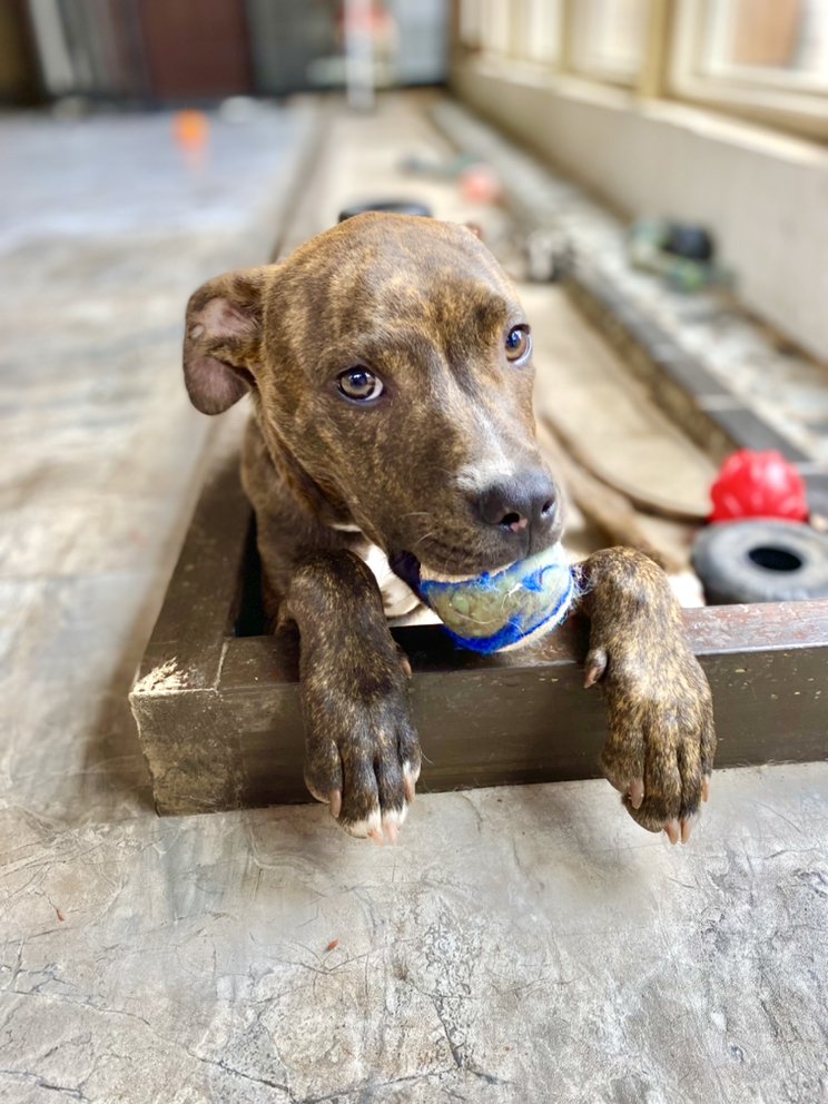 Animal Paw Avenue - pet boarding facility in San Antonio, TX
