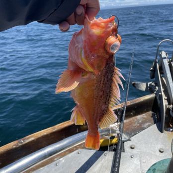 Stardust Sportfishing - Rockfish - Fishing Near Me - Santa Barbara, California