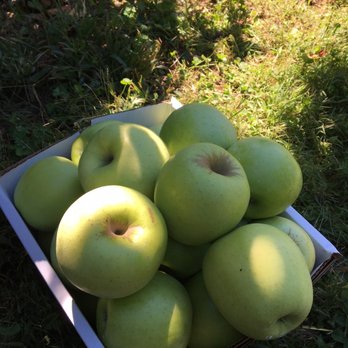 Linvilla Orchards - Favorite Apple Season - Mutsu  Crisp | Tart | Sweet + Juicy - Farmers Market Near Me - Media, Pennsylvania