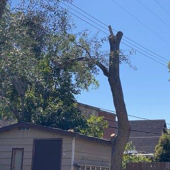 Rod's Tree Service - After - Tree Services Near Me - Carmichael, California Rod's Tree Service - After - Tree Services Near Me - Carmichael, California