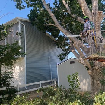 Z's Trees - a man on a ladder in a tree - Tree Services Near Me Z's Trees - a man on a ladder in a tree - Tree Services Near Me