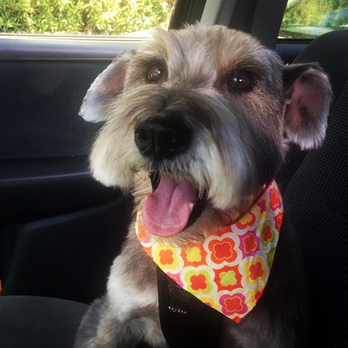 Paws Palace - Looking like the prince he believes he is. - Pet Groomers Near Me - Santa Clara, California