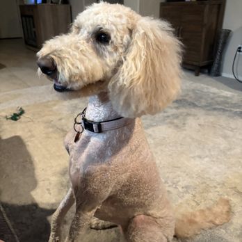 PetSmart - Full body cut after - Pet Training Near Me - Mesa, Arizona
