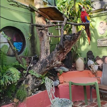 The Gallery Inn - One of at least three parrots residing at the Gallery Inn, San Juan, Puerto Rico. - Hotels Near Me - Old San Juan, Puerto Rico The Gallery Inn - One of at least three parrots residing at the Gallery Inn, San Juan, Puerto Rico. - Hotels Near Me - Old San Juan, Puerto Rico