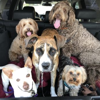 Manda's Ark - Dog Walkers Near Me