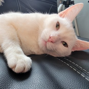 CNY Cat Coalition - Pet Adoption Near Me