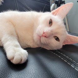 CNY Cat Coalition