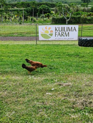 Kuilima Farm Stand by null