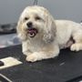 Photo of Pets R Us Grooming & Spa