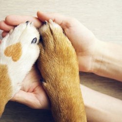 Mobile Pet Vet of Wilson County