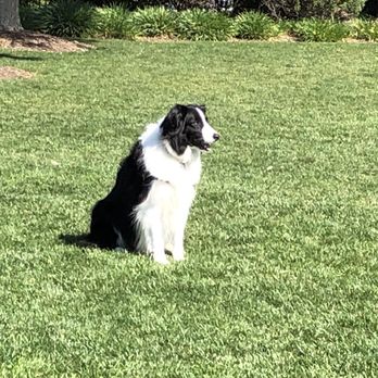 Canines Content Dog-Friendly Training - Pet Training Near Me