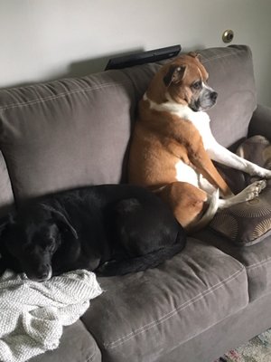 BLACKISTON MILL ANIMAL CLINIC - 2601 Blackiston Mill Rd, Clarksville