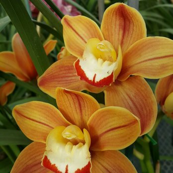 The Flower Fields - Cymbidium orchid - Venues & Event Spaces Near Me - Carlsbad, California The Flower Fields - Cymbidium orchid - Venues & Event Spaces Near Me - Carlsbad, California