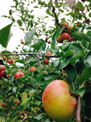 Wilklow Orchards by null