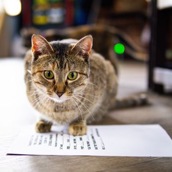The Catmosphere - Pet Adoption Near Me - Terre Haute, Indiana