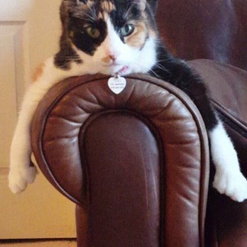 Comforting Creatures - Toey "Teej" 8/02-4/19 - Veterinarians Near Me
