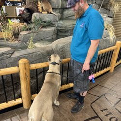 We Scoop Your Poo - Stassi admiring the animals at Cabella's