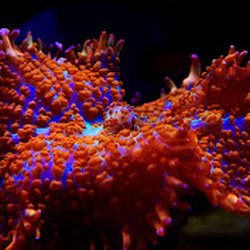 Reef Republica - Rhodactis mushroom Flame Red