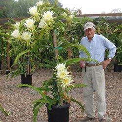 Elk Creek Ranch - Our beautiful production plants in full bloom--Yours could look like this. Buy your plants from us.