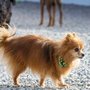 Photo of Buddy's Doggie Daycare, Grooming & Boarding