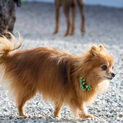 Buddy's Doggie Daycare, Grooming & Boarding - The facilities at Buddy's Doggie Day Care are meant to provide your pet with ample space in a fully-equipped climate controll...