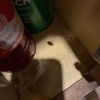 8N Lofts - roach in kitchen - University Housing Near Me - Lincoln, Nebraska 8N Lofts - roach in kitchen - University Housing Near Me - Lincoln, Nebraska