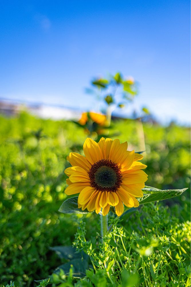 Sandoval and Sons Flower Grower - beekeeping in Bonsall, CA