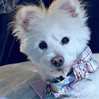 Tender Touch Grooming - Miss Lily glamour shot - Pet Groomers Near Me - Granada Hills, California Tender Touch Grooming - Miss Lily glamour shot - Pet Groomers Near Me - Granada Hills, California