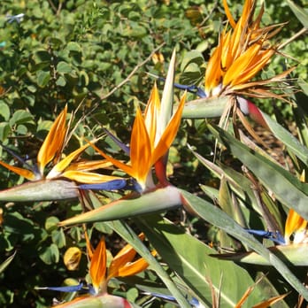 Seaside Gardens - Bird of Paridise - Nurseries & Gardening Near Me - Carpinteria, California Seaside Gardens - Bird of Paridise - Nurseries & Gardening Near Me - Carpinteria, California