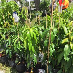 Mango Mania - Mango trees